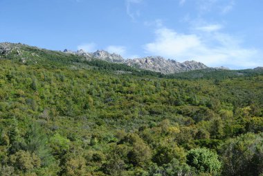 Limbara Dağları Ormanı