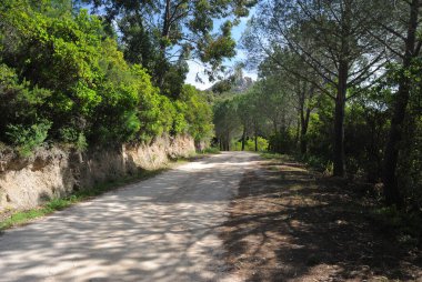 Limbara Dağları Ormanı