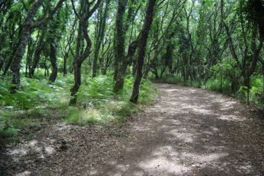 Monte Sant 'Antonio Ormanı