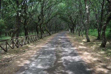 Monte Sant 'Antonio Ormanı