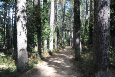 Fiorentini 'nin çam ağacı.