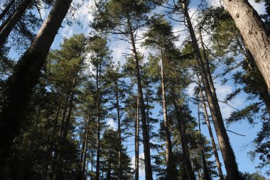 Fiorentini 'nin çam ağacı.