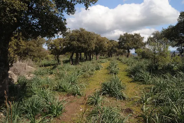 Parco Mariani Manzarası