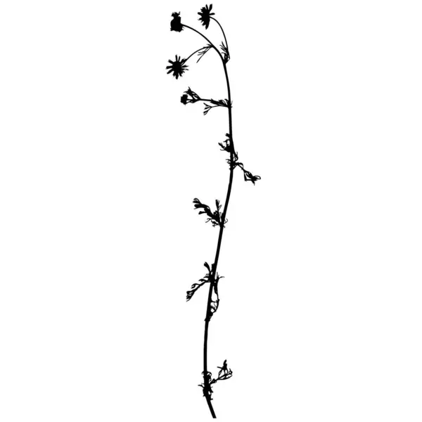 Planta Manzanilla Bastardo Ilustración Vectorial Herbario — Vector de stock