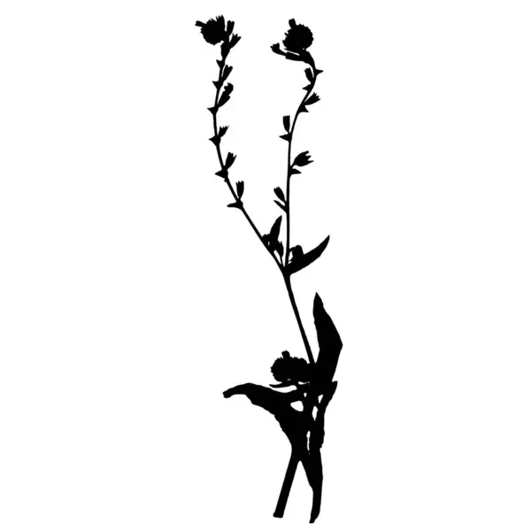 Anchusa Officinalis Plant Vector Illustration Taken Herbarium — Stock Vector