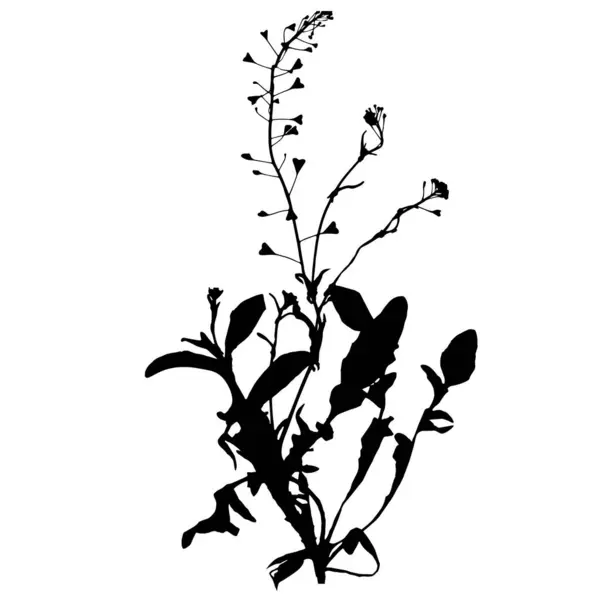 Planta Del Bolso Del Pastor Ilustración Del Vector Herbario — Archivo Imágenes Vectoriales