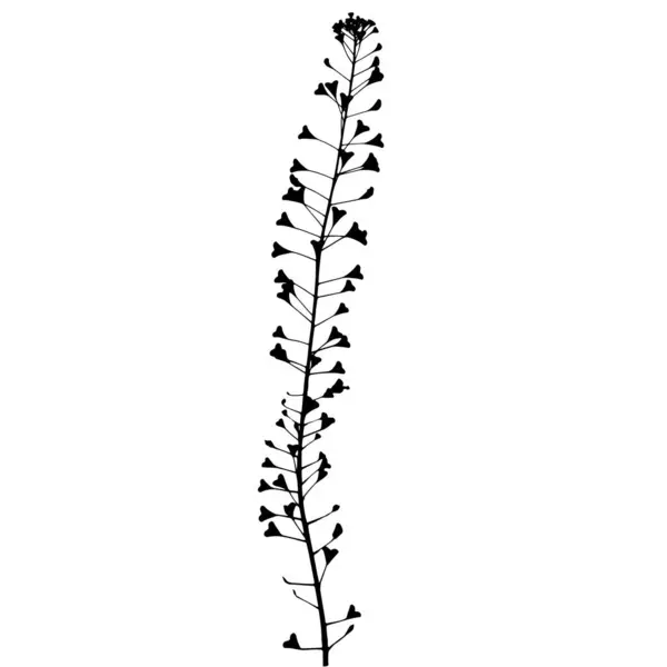 Рослина Вівчарки Векторні Ілюстрації Гербарію — стоковий вектор