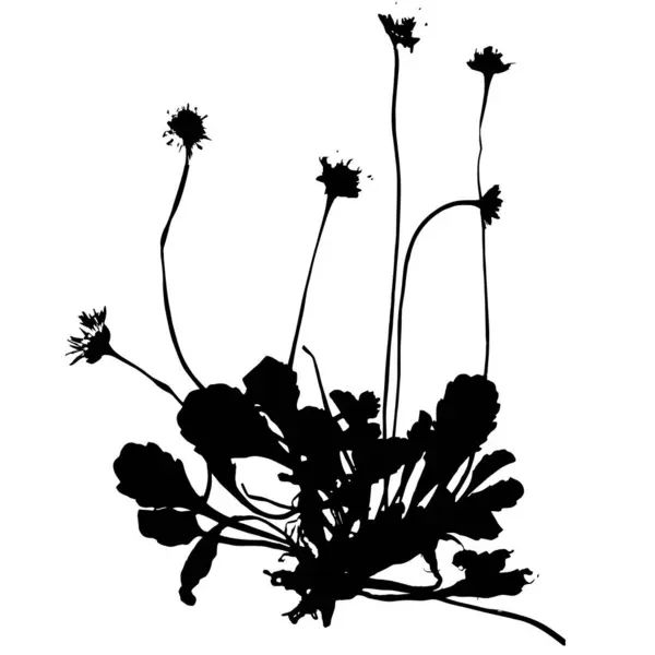Planta Marguerita Común Ilustración Vectorial Herbario — Vector de stock