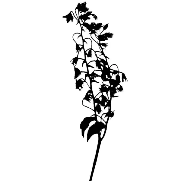Borage Officinalis Plant Vector Illustration Taken Herbarium — Stock Vector