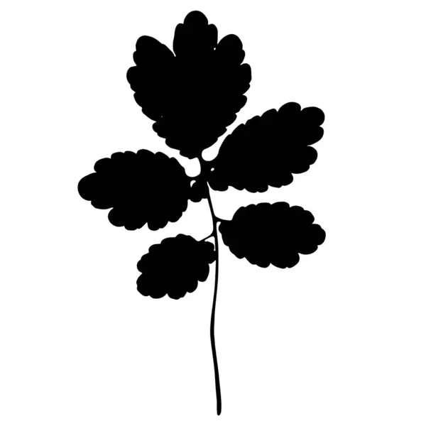 Feuilles Herbier Illustration Vectorielle Herbier — Image vectorielle