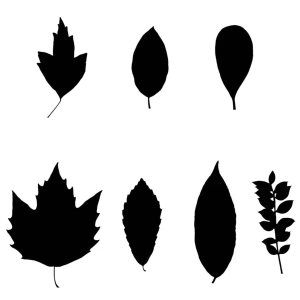 Folhas Herbário Ilustração Vetorial Herbário —  Vetores de Stock