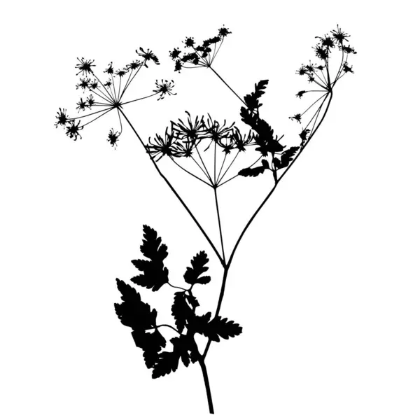 Kerbelpflanze Vektorillustration Aus Einem Herbarium — Stockvektor