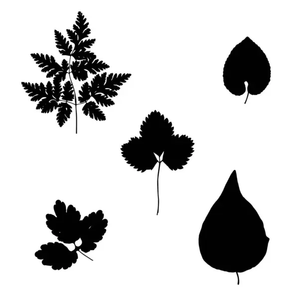 Φύλλα Βοτάνων Διανυσματική Απεικόνιση Από Ένα Βότανο — Διανυσματικό Αρχείο