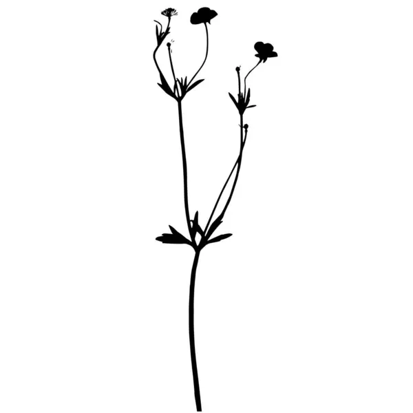 Ranunculus Plant Vector Illustration Herbarium — Stock Vector