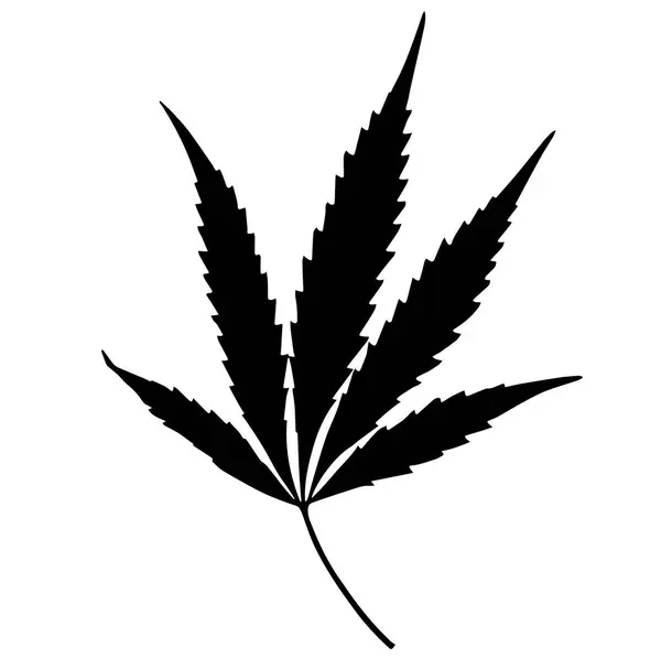 Marijuana Leaf Vector Illustration Herbarium — Stock Vector