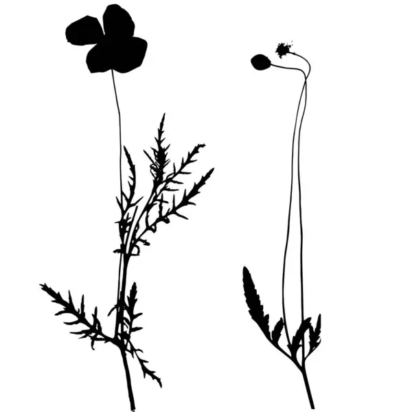 Papaver Rhoeas Flor Vector Ilustración Herbario — Vector de stock