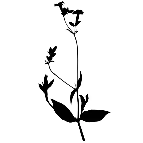 Saponaria Officinalis Bitkisi Bitki Örtüsünden Alınan Vektör Çizimi — Stok Vektör