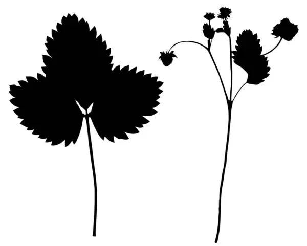 Jordgubbsplantor Vektorillustration Från Ett Herbarium — Stock vektor