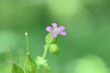 Geranium lucidum, Glossy Geranium. Simbruini Dağları Parkı, İtalya 'da vahşi beyaz dağ çiçekleri.
