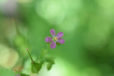 Geranium lucidum, Glossy Geranium. Simbruini Dağları Parkı, İtalya 'da vahşi beyaz dağ çiçekleri.