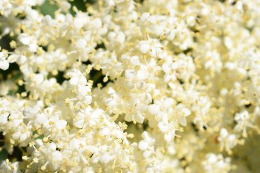 Sambucus Nigra, Kara Mürver. Simbruini Dağları Parkı, İtalya 'da vahşi beyaz dağ çiçekleri.