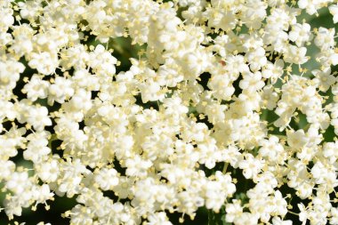 Sambucus Nigra, Kara Mürver. Simbruini Dağları Parkı, İtalya 'da vahşi beyaz dağ çiçekleri.