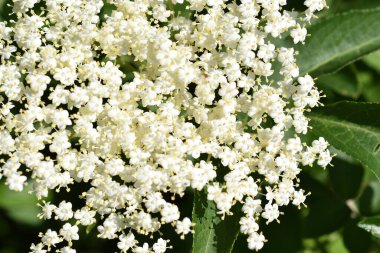 Sambucus Nigra, Kara Mürver. Simbruini Dağları Parkı, İtalya 'da vahşi beyaz dağ çiçekleri.