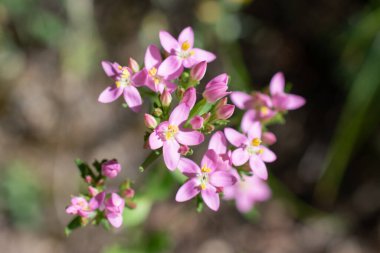 Centaurium eritraea, Büyük Centaur. Simbruini Dağları Parkı, İtalya 'da vahşi beyaz dağ çiçekleri.