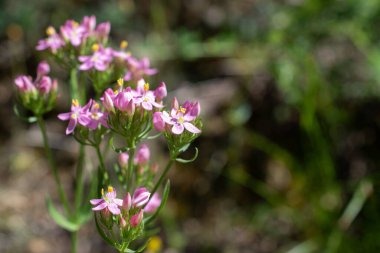 Centaurium eritraea, Büyük Centaur. Simbruini Dağları Parkı, İtalya 'da vahşi beyaz dağ çiçekleri.