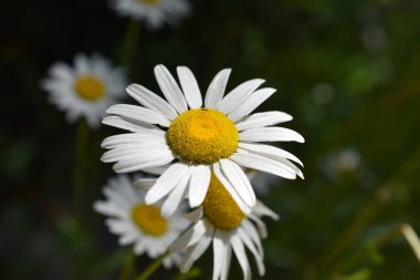 Leucanthemum vulgare, papatya. Simbruini Dağları Parkı, İtalya 'da vahşi beyaz dağ çiçekleri.