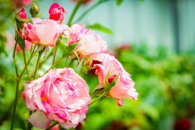 Beautiful rose flowers on nature in the park holiday background