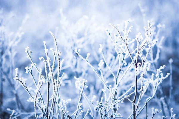 Beautiful Winter Background Nature Travel Park — Stock Photo, Image