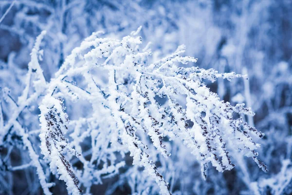 Beautiful Winter Background Nature Travel Park — Stockfoto