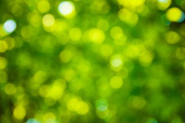 yeşil arka plan bulanık dal