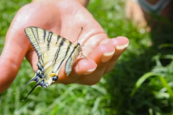 Butterfly Good Hands Outdoors Summer Park — Stock Photo, Image