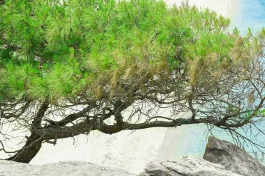 Deniz kenarındaki güzel ağaç doğa arka planında