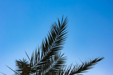 Deniz zemininin doğasında güzel bir palmiye ağacı.