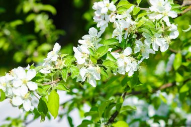 Parkın arka planında doğanın çiçek dalları