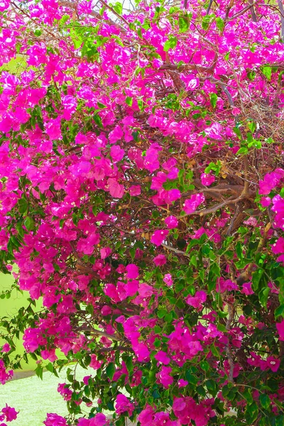 Beautiful Trees Bushes Floral Background Nature Park — Stock Photo, Image