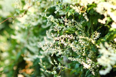 green climbing plant background summer