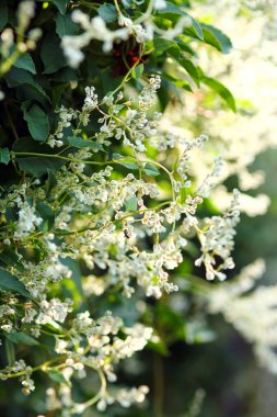 greeen climbing plant background summer