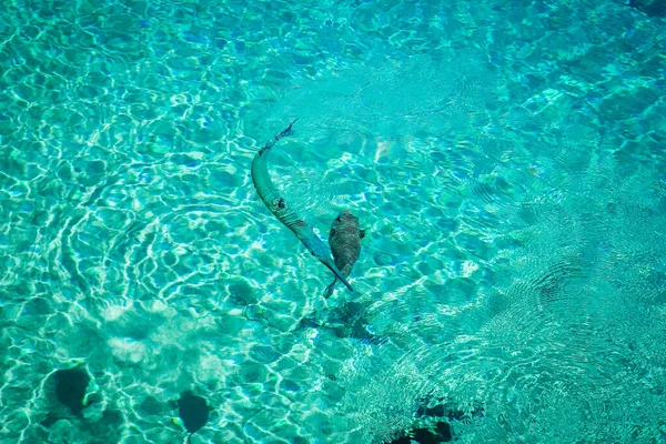 Hermoso Pez Arrecife Sobre Fondo Marino — Foto de Stock