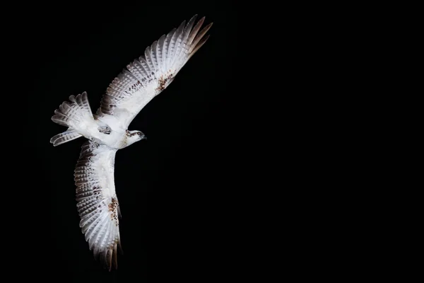 Beau Cerf Volant Oiseau Nuit Sur Nature Près Fond Mer — Photo