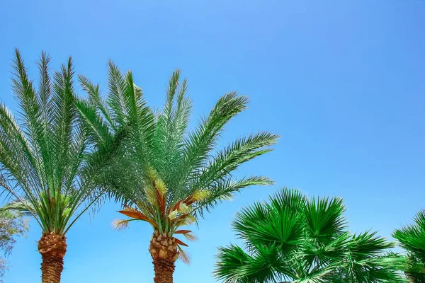 Prachtige Palmboom Aan Kust Achtergrond — Stockfoto