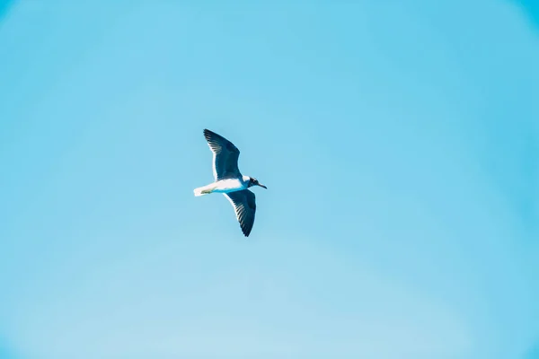 Beautiful sea gulls flying on nature background