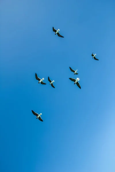 Beautiful Sea Gulls Flying Nature Background — Stock Photo, Image