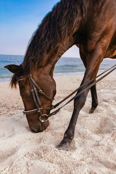 Stijlvol Mooi Paard Het Strand Zomer Natuur — Stockfoto
