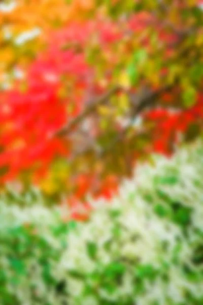 Schöner Hintergrund Park Herbst Hintergrund — Stockfoto