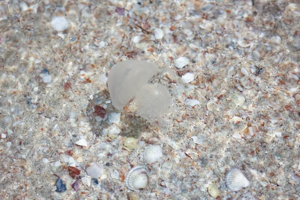 Qualle Schwimmt Meerwasser Küstennähe — Stockfoto