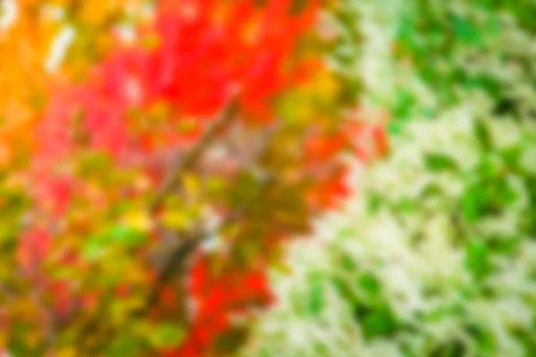 Beautiful Background Park Autumn Background — Stock Photo, Image